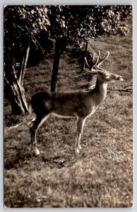 RPPC Pennsylvania Deer Caulkins Photo Postcard U25