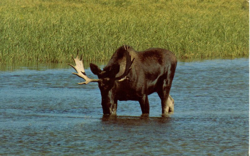 Moose in Yellowstone National Park