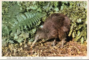 Postcard Animal - North Island Kiwi, Game Farm, Greenmeadows, New Zealand