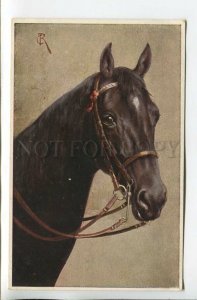 462045 REICHERT Portrait of Black HORSE Vintage postcard TSN #1422