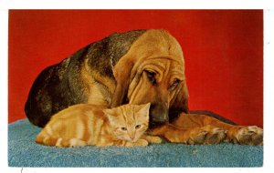 Dogs - Friends Come In All Forms