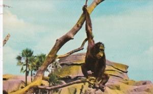 Florida Tampa Busch Gardens Orangutan