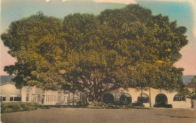 Albertype Moreton Bay Fig Tree 1920s SANTA BARBARA CALIFORNIA hand colored 4227