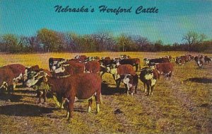 Nebraska Hereford Nebraskas Hereford Cattle