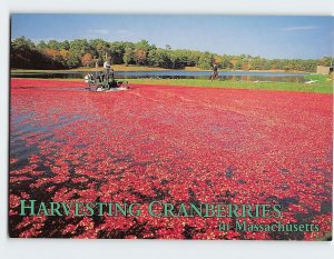 Postcard Harvesting Cranberries in Southeastern Massachusetts USA