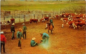 Wisconsin Cattle Branding Time