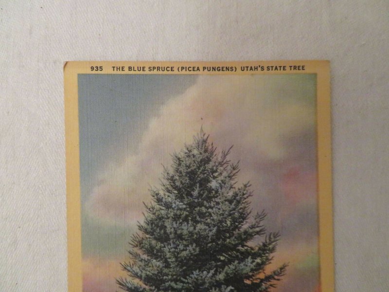 Blue Spruce Utah State Tree Postcard Unused