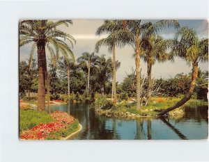 Postcard Beautiful Scene in Busch Gardens Tampa Florida USA