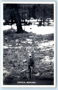 RPPC LINCOLN, Nebraska NE ~ DEER in Forest c1950s Lewis & Clark County Postcard