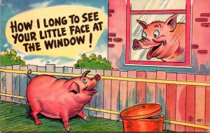 Pigs How I Long To See Your Little Face At The Window