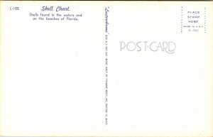 Shell Chart Found Waters Beaches Florida FL Postcard UNP VTG Tichnor Unused 