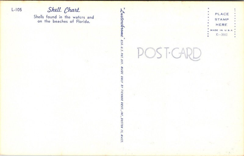 Shell Chart Found Waters Beaches Florida FL Postcard UNP VTG Tichnor Unused 