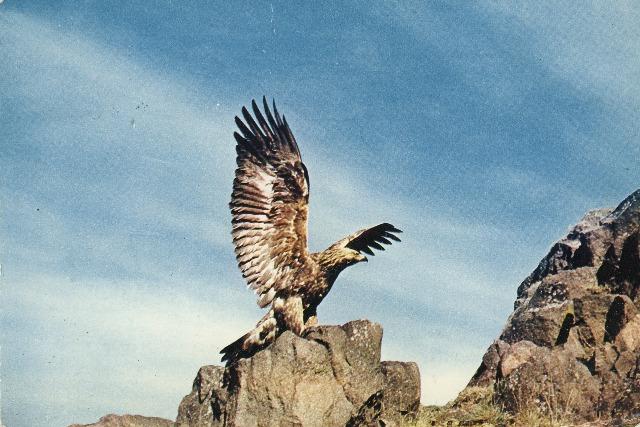 Bird Postcard Golden Eagle Scotland Aeyrie James Walkden