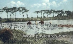 Plowing Rice Field Manila Philippines Unused 