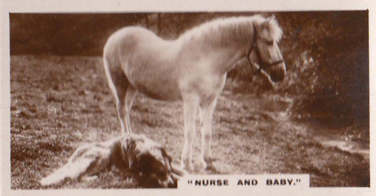 Horse Medical Nurse & Baby Old Real Photo Antique Cigarette Card