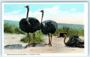 MILLER BROS. 101 RANCH, Oklahoma OK ~ OSTRICHES Family c1920s   Postcard