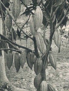 Jamaica Bearing Cocoa Tree Vintage Postcard 07.69