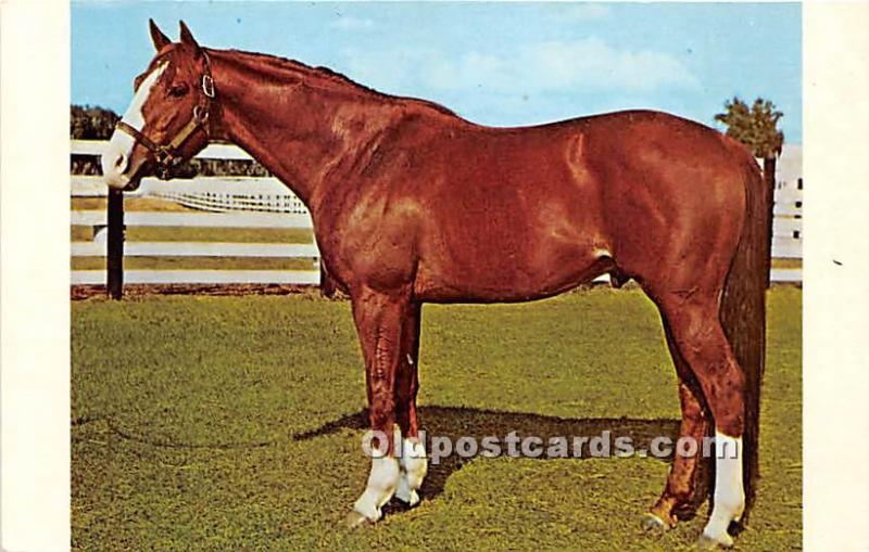 Journalist, Famous Race Horse standing at Ocala Stud Horse Racing Unused 