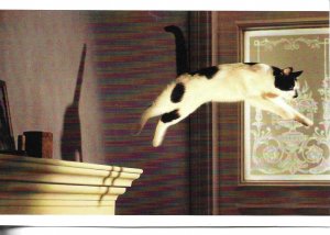 Whiskas cat 1988Modern Spanish photo  postcard, 1970s