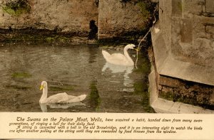 UK - England, Wells. Swans on the Palace Moat