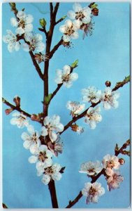 Postcard - Common apricot, Model 847, Harvard University - Cambridge, MA