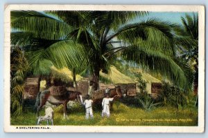 Puerto Rico Postcard Nipa Hut and Sheltering Palm 1922 Posted Antique
