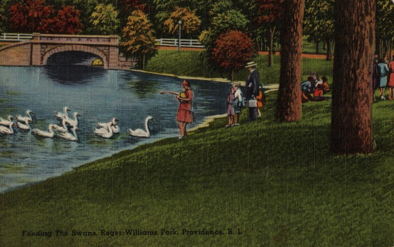 Feeding the Swans, Roger Williams Park,  Providence, R.I.    PC