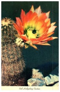 Red Hedgehog Cactus Known As The Texas Rainbow Cactus Cactus Postcard