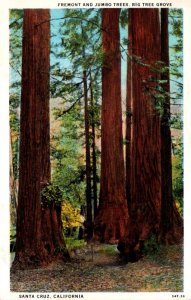California Santa Cruz Big Tree Grove Fremont and Jumbo Trees Curteich