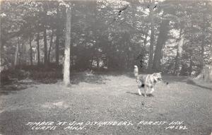 D12/ Curtis Michigan RPPC Postcard 1948 Jim Ostrander's Forest Inn Dog Timber