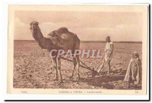 Morocco Old Postcard A plowing (dromedary camel)