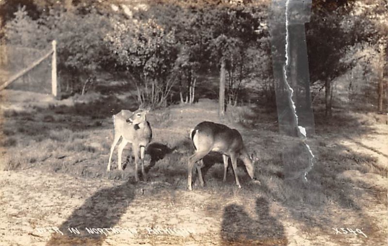 Deer Northern Michigan, USA Unused tear in card, real photo