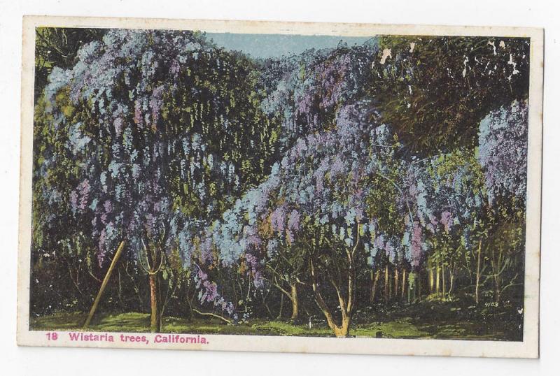 CA Wisteria Trees M Kashower Vintage Postcard