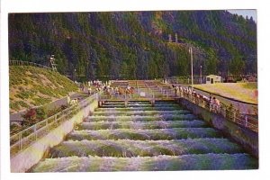 Bonneville Dam, Fish Ladders, Columbia River, Oregon, Washington,