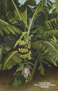 bermuda, Banana Tree Showing Bud and Fruit (1951) Postcard