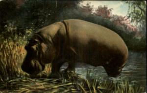 Hippopotamus c1910 Postcard