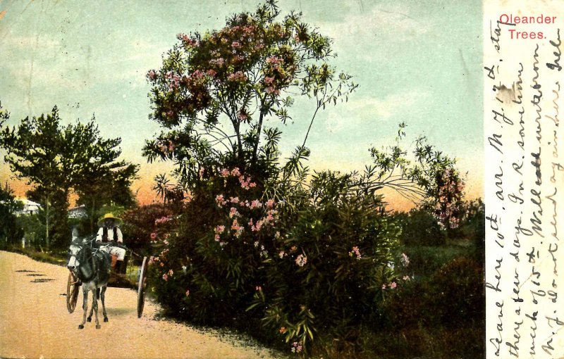 Bermuda - Oleander Trees      (crease)