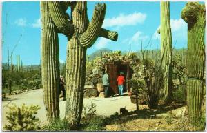 Tunnel Entrance Arizona Sonora Desert Museum