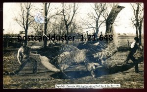 h3978 - CANADA 1910 Exaggeration Farm Geese for Market. Real Photo Postcard
