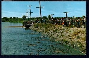 Feeding the Fish At Spillway,Near Linesville,PA BIN