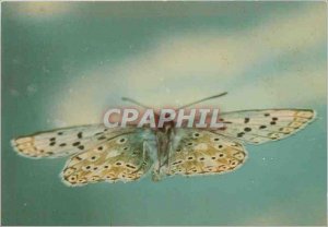 Postcard Modern Blue Butterfly Lysandra Coridon Argus Celeste