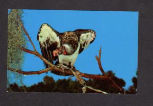 FL Vulture John Hamlet Birds of Prey Ocala Florida Postcard PC