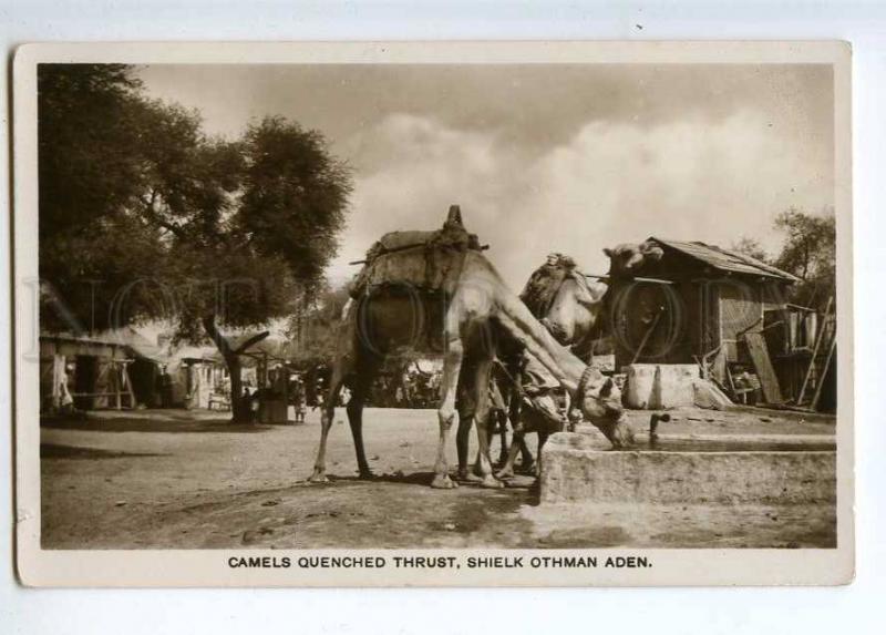 232811 ADEN Sheielk Othman CAMELS Vintage photo postcard