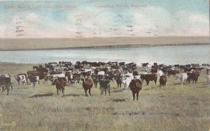 B77756 cattle ranch gull lake assiniboia cow vaches canada scan front/back image