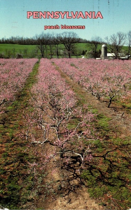 Pennsylvania Peach Blossoms 2001