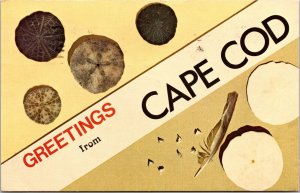 Greetings Cape Cod Massachusetts Beach Shells Atlantic Sand Dollar PM Postcard 