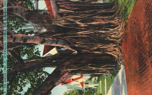Vintage Postcard 1944 Banyan Tree Tropical Sunshine City St. Petersburg Florida