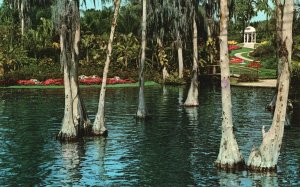 Postcard 1974 Gazebo Through Cypress Trees That Dot The Colorful Shores Florida