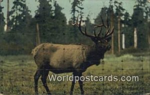 Elk, Stanley Park Vancouver British Columbia, Canada 1913 