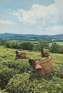 Burundi Women With Baskets Working Workers Africa Postcard